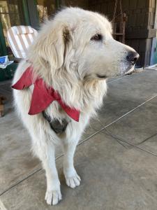 Happy Holidays from festive Maggie! White dog with holiday collar photo